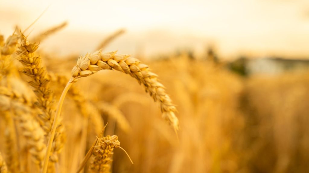 The Bible is testimony to the work of God. It is through the Bible that all who believe in the Lord acknowledge that the heavens and earth and all things were created by God. It is because of the Bible that they behold the wonder, greatness, and omnipotence of God’s deeds. What’s more, the Bible contains many words of God and experiential testimonies of man that are able to provide for the life of man, and are greatly edifying to man. Can we gain eternal life from reading the Bible? Or does the Bible not contain the way of eternal life?