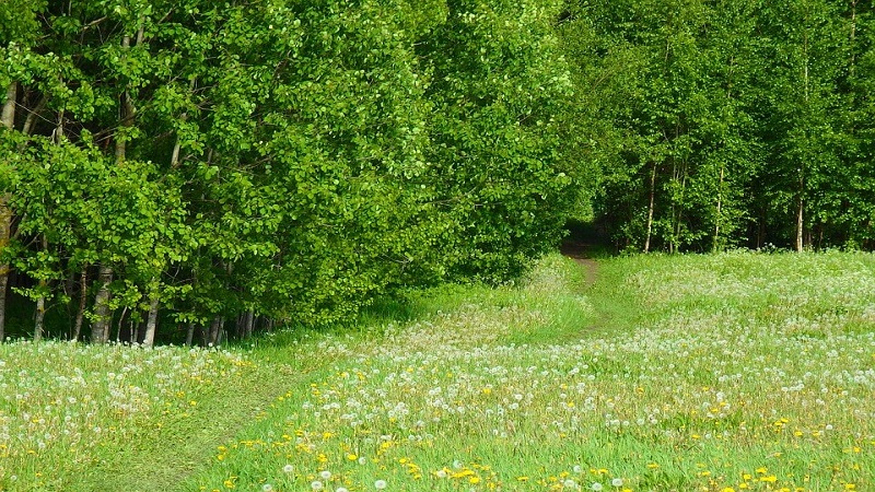 green trees