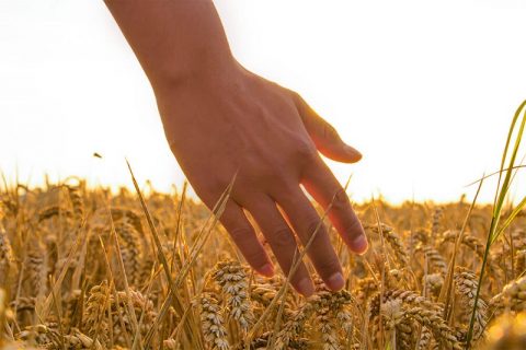 The Church of Almighty God