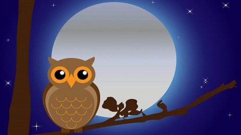 Owl on the tree