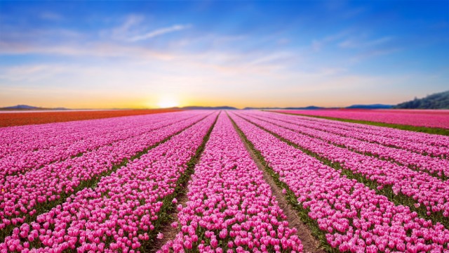 25 Bible Verses to Give You Hope for the Future