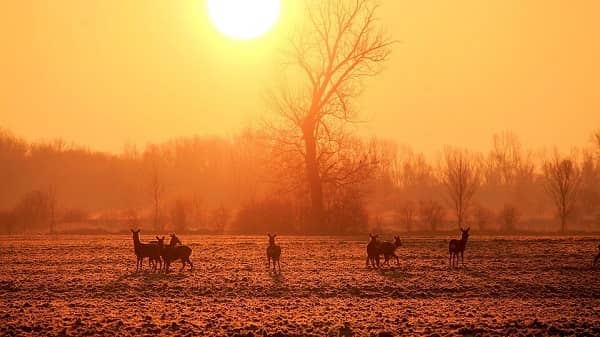 deer