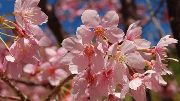 pink flower