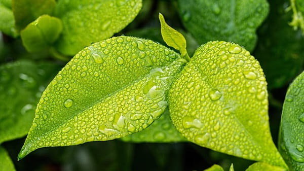 rain-leaf