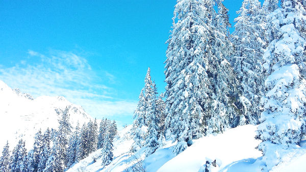 tree and winter