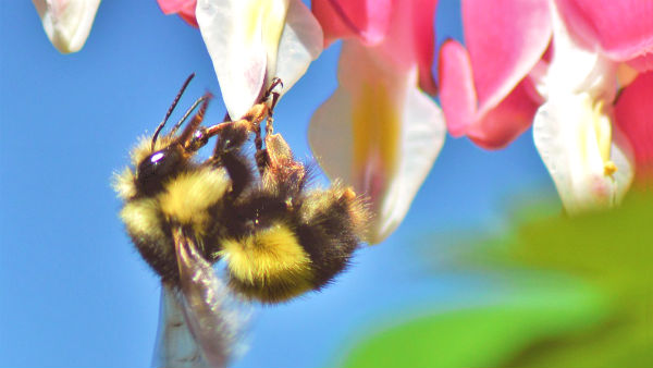 a bumblebee is pollinating