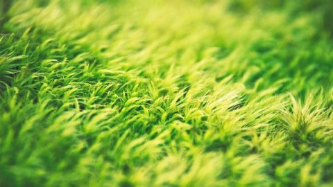 beautiful green grass