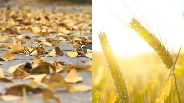 fall leaves and mature wheat