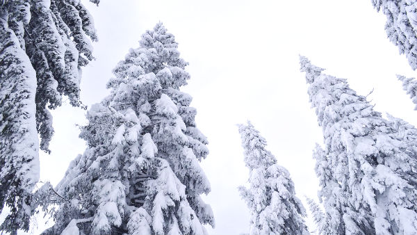 pine trees standing in the snow