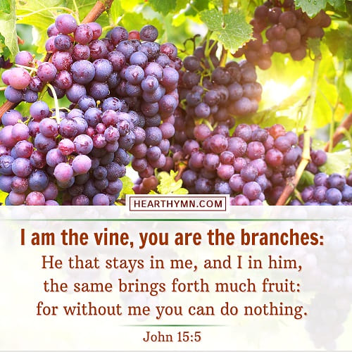 I Am the Vine, You Are the Branches - John 15:5 - Today's Bible Verse